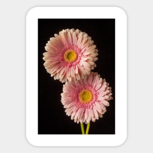 Two Dew Covered Pink Gerbera Daises Sticker